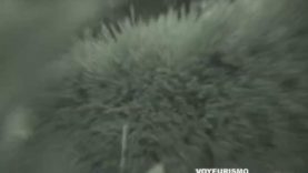 1607069990rhx2q-640×480-1