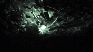 GalicianGotta02 Another hour of pissing at night