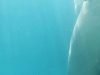0009 grope candid real underwater voyeur bikini grab ass dick pussy thong booty couple pda