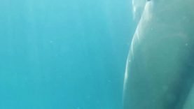 0009 grope candid real underwater voyeur bikini grab ass dick pussy thong booty couple pda