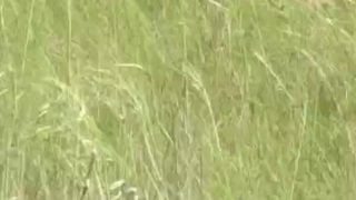 16673790322usxf-640×480-1