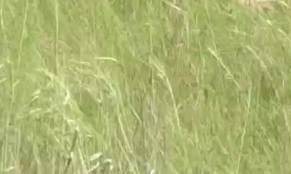 16673790322usxf-640×480-1