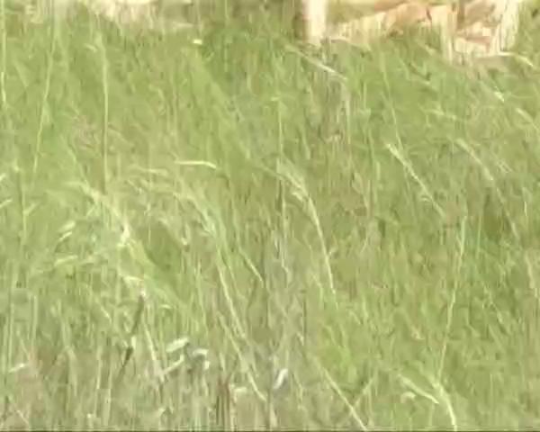 Watch Naked women sunbathe in nature and do not know that they are