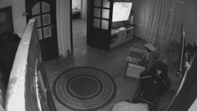 1668175456gaur1-640×480-1